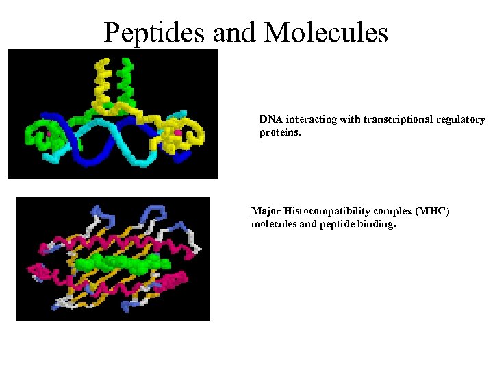 Peptides and Molecules DNA interacting with transcriptional regulatory proteins. Major Histocompatibility complex (MHC) molecules