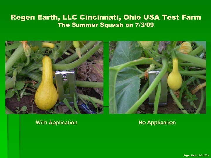 Regen Earth, LLC Cincinnati, Ohio USA Test Farm The Summer Squash on 7/3/09 With
