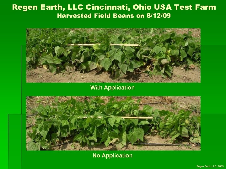 Regen Earth, LLC Cincinnati, Ohio USA Test Farm Harvested Field Beans on 8/12/09 With