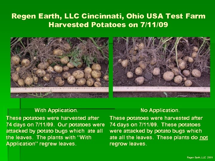 Regen Earth, LLC Cincinnati, Ohio USA Test Farm Harvested Potatoes on 7/11/09 With Application.