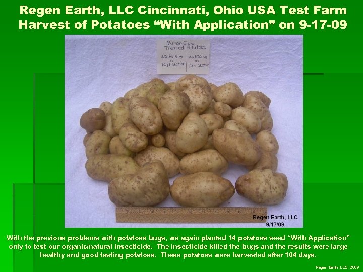 Regen Earth, LLC Cincinnati, Ohio USA Test Farm Harvest of Potatoes “With Application” on