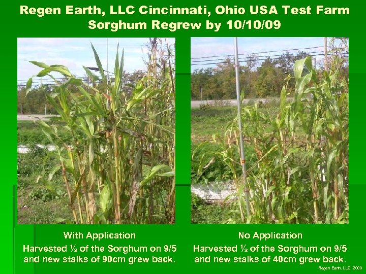 Regen Earth, LLC Cincinnati, Ohio USA Test Farm Sorghum Regrew by 10/10/09 With Application