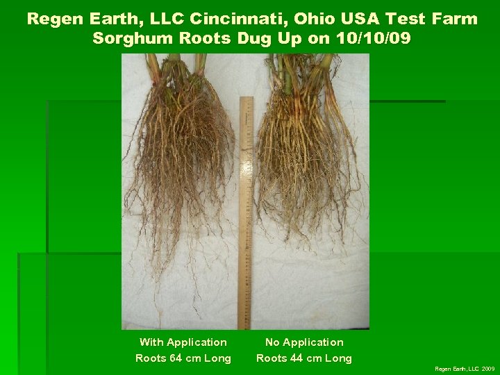 Regen Earth, LLC Cincinnati, Ohio USA Test Farm Sorghum Roots Dug Up on 10/10/09