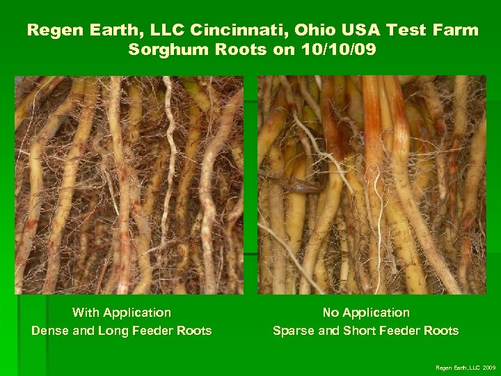 Regen Earth, LLC Cincinnati, Ohio USA Test Farm Sorghum Roots on 10/10/09 With Application