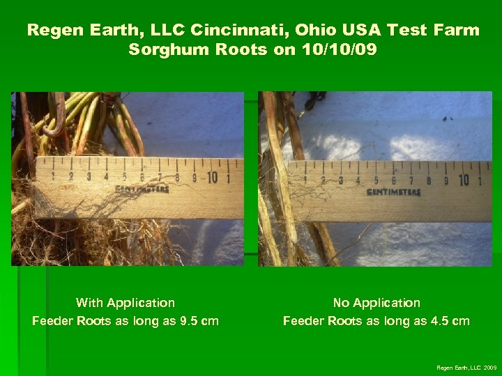 Regen Earth, LLC Cincinnati, Ohio USA Test Farm Sorghum Roots on 10/10/09 With Application