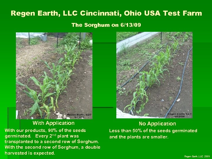 Regen Earth, LLC Cincinnati, Ohio USA Test Farm The Sorghum on 6/13/09 With Application