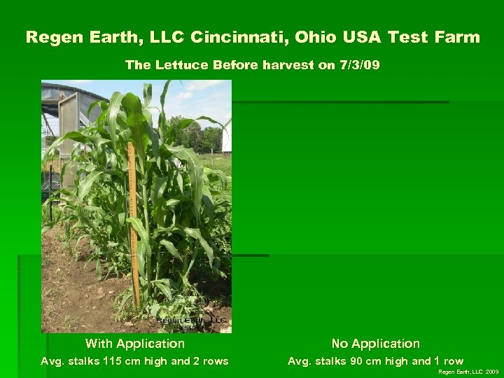 Regen Earth, LLC Cincinnati, Ohio USA Test Farm The Lettuce Before harvest on 7/3/09