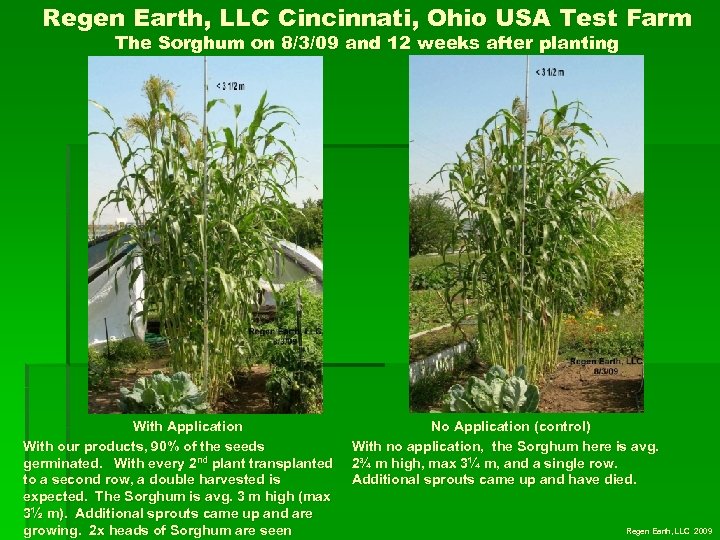 Regen Earth, LLC Cincinnati, Ohio USA Test Farm The Sorghum on 8/3/09 and 12