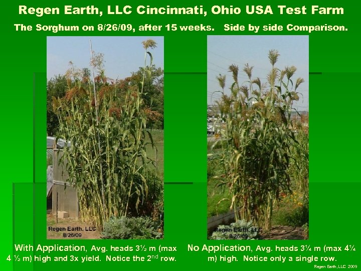 Regen Earth, LLC Cincinnati, Ohio USA Test Farm The Sorghum on 8/26/09, after 15