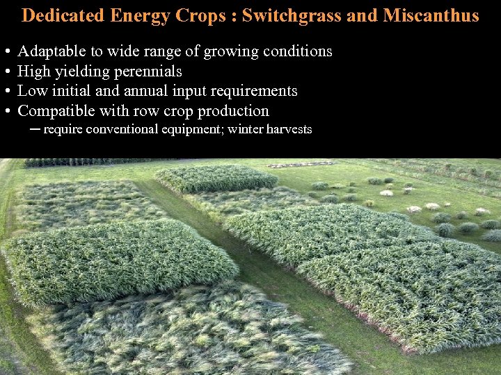 Dedicated Energy Crops : Switchgrass and Miscanthus • • Adaptable to wide range of