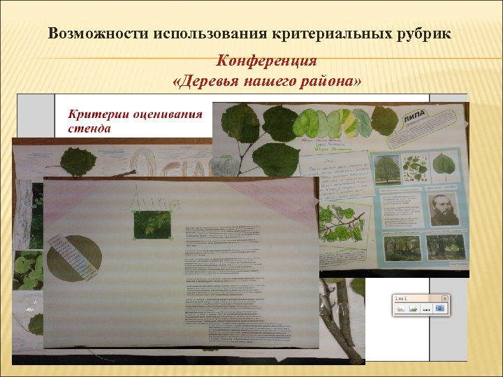 Возможности использования критериальных рубрик Конференция «Деревья нашего района» 