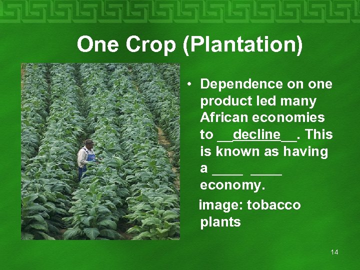  One Crop (Plantation) • Dependence on one product led many African economies to