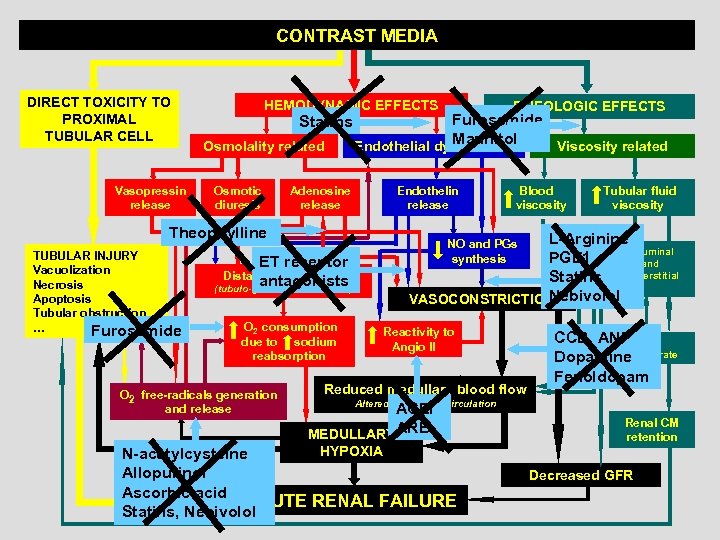 CONTRAST MEDIA DIRECT TOXICITY TO PROXIMAL TUBULAR CELL Vasopressin release HEMODYNAMIC EFFECTS Statins Osmolality