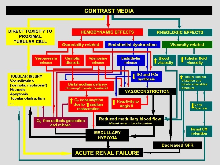 CONTRAST MEDIA DIRECT TOXICITY TO PROXIMAL TUBULAR CELL Vasopressin release TUBULAR INJURY Vacuolization (‘osmotic