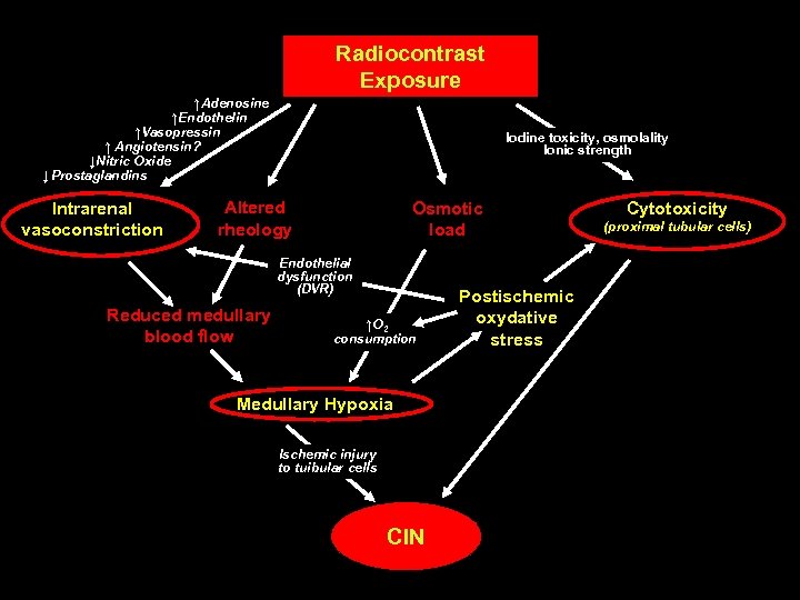 Radiocontrast Exposure ↑Adenosine ↑Endothelin ↑Vasopressin ↑ Angiotensin? ↓Nitric Oxide ↓ Prostaglandins Intrarenal vasoconstriction Iodine