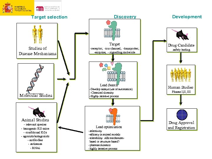 Target selection Studies of Disease Mechanisms Discovery Target -receptor; -ion channel; -transporter; -enzyme; -