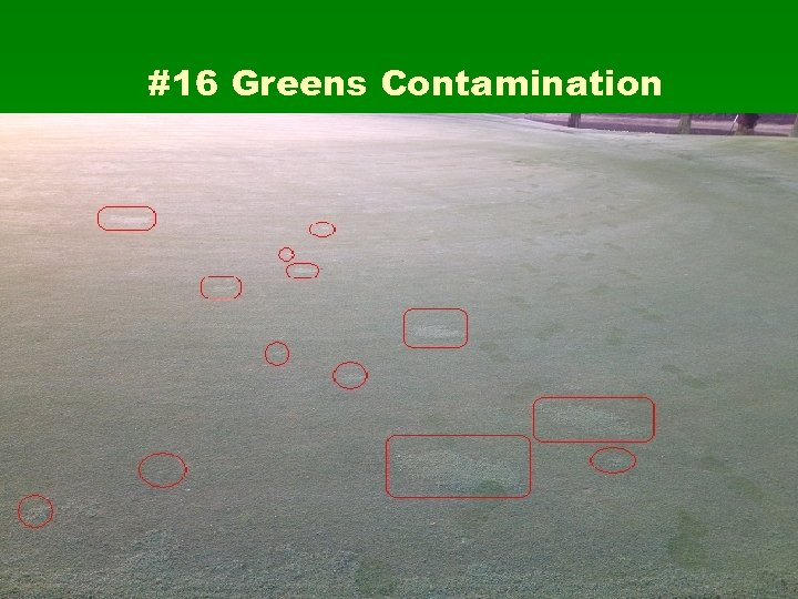 #16 Greens Contamination 