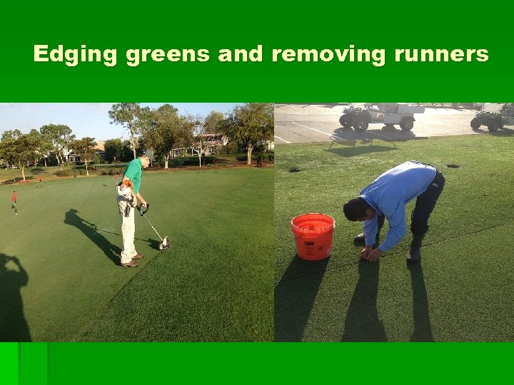 Edging greens and removing runners 