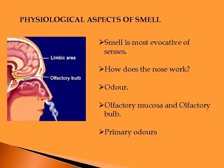 PHYSIOLOGICAL ASPECTS OF SMELL ØSmell is most evocative of senses. ØHow does the nose