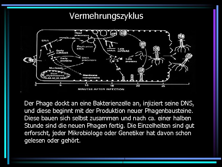 Vermehrungszyklus Der Phage dockt an eine Bakterienzelle an, injiziert seine DNS, und diese beginnt