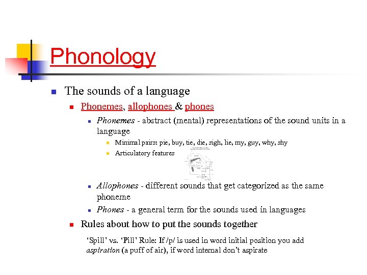 Phonology n The sounds of a language n Phonemes, allophones & phones n Phonemes