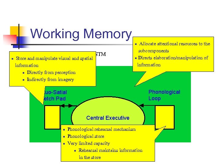 Working Memory Allocate attentional resources to the subcomponents n Directs elaboration/manipulation of information n