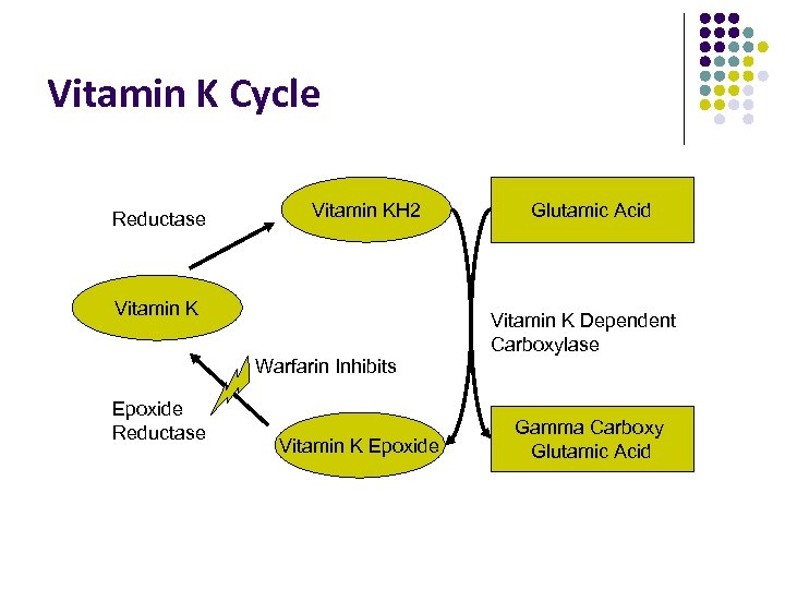 Vitamin K Cycle Reductase Vitamin KH 2 Vitamin K Glutamic Acid Vitamin K Dependent