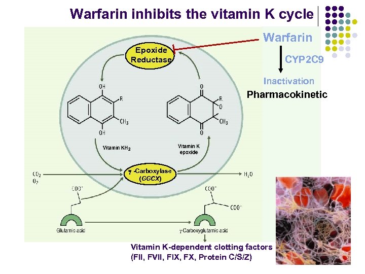 Warfarin inhibits the vitamin K cycle Warfarin Epoxide Reductase CYP 2 C 9 Inactivation