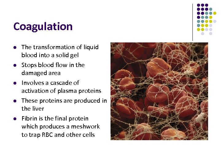 Coagulation l l l The transformation of liquid blood into a solid gel Stops