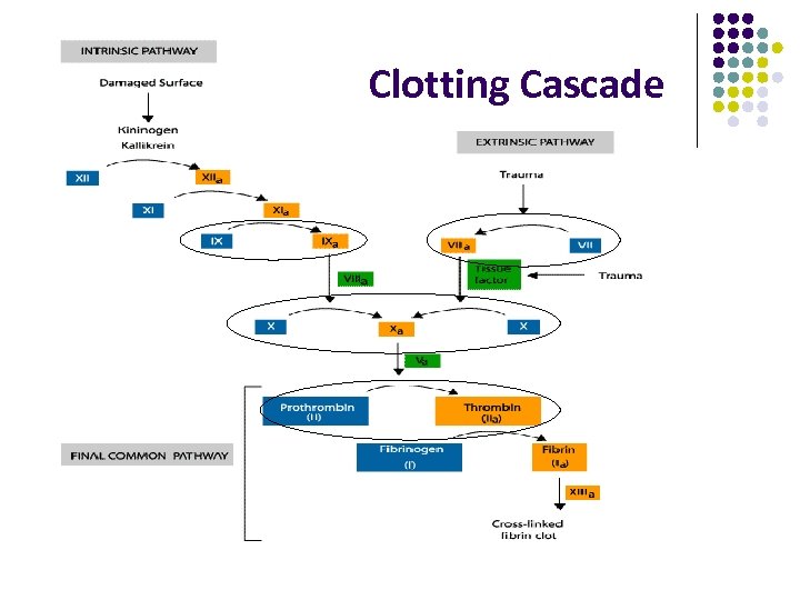 Clotting Cascade 