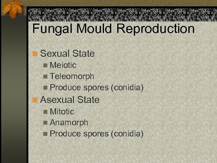 Fungal Mould Reproduction n Sexual State n Meiotic n Teleomorph n Produce spores (conidia)