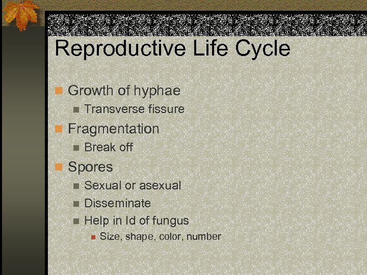 Reproductive Life Cycle n Growth of hyphae n Transverse fissure n Fragmentation n Break