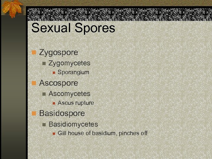 Sexual Spores n Zygospore n Zygomycetes n Sporangium n Ascospore n Ascomycetes n Ascus