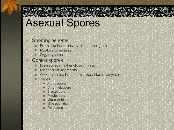 Asexual Spores n Sporangiospores n n n From sac head area called sporangium Rupture