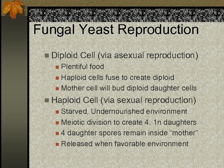Fungal Yeast Reproduction n Diploid Cell (via asexual reproduction) n Plentiful food n Haploid
