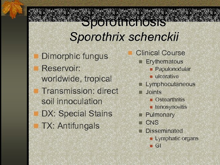 Sporotrichosis Sporothrix schenckii n Dimorphic fungus n Reservoir: worldwide, tropical n Transmission: direct soil