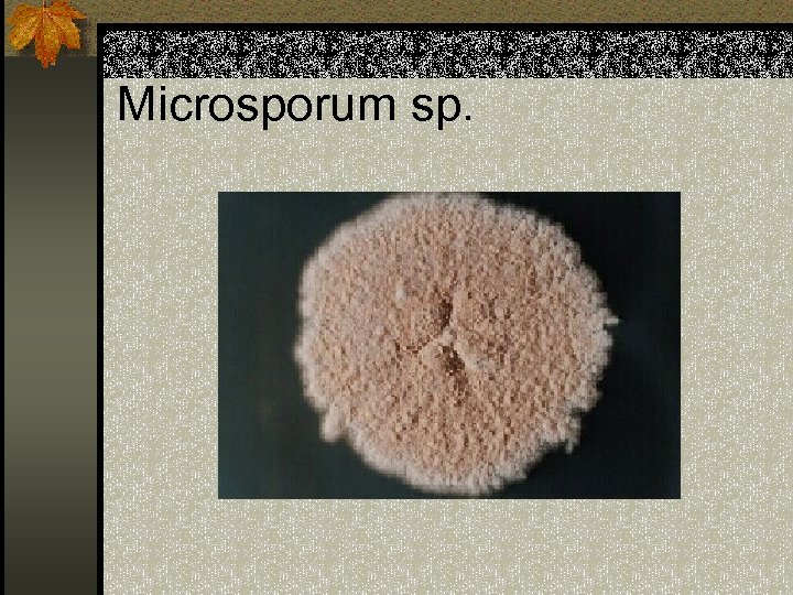 Microsporum sp. 