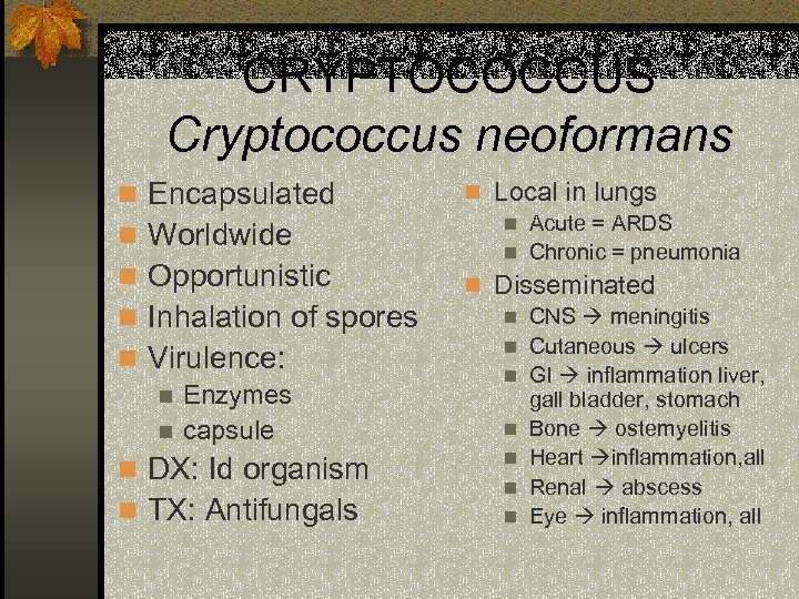CRYPTOCOCCUS Cryptococcus neoformans n Encapsulated n Worldwide n Opportunistic n Inhalation of spores n