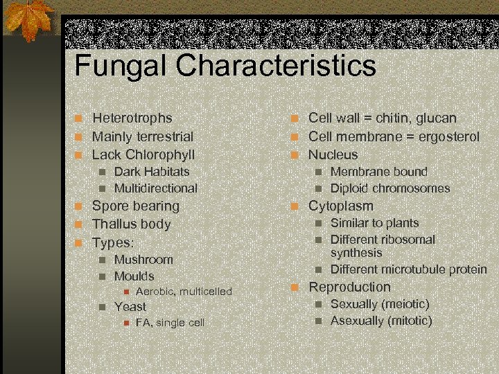Fungal Characteristics n Heterotrophs n Cell wall = chitin, glucan n Mainly terrestrial n