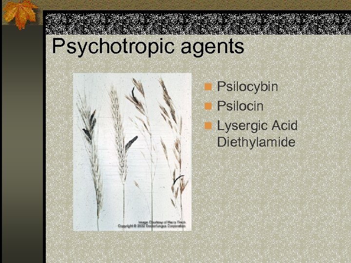 Psychotropic agents n Psilocybin n Psilocin n Lysergic Acid Diethylamide 