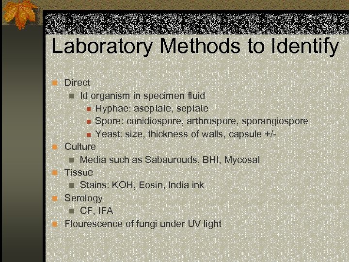 Laboratory Methods to Identify n Direct Id organism in specimen fluid n Hyphae: aseptate,