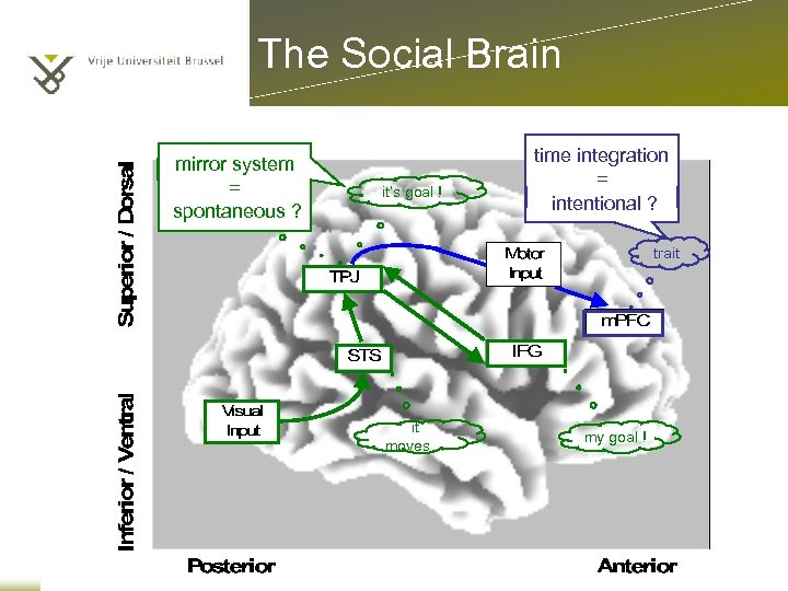 The Social Brain mirror system = spontaneous ? where to ? it’s goal !
