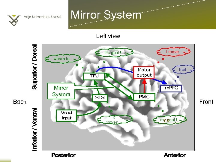 Mirror System Left view I move it’s goal ! where to trait Mirror System