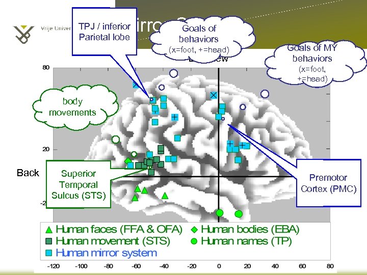 Goals of Mirror System TPJ / inferior Parietal lobe behaviors (x=foot, +=head) Left view