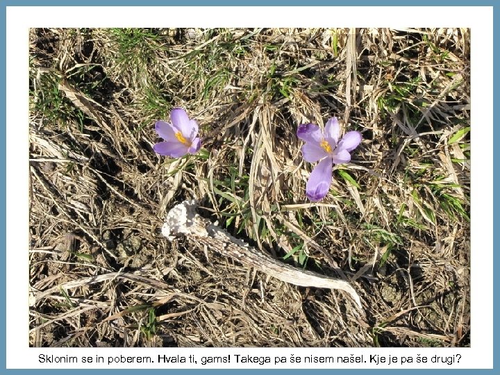 Sklonim se in poberem. Hvala ti, gams! Takega pa še nisem našel. Kje je