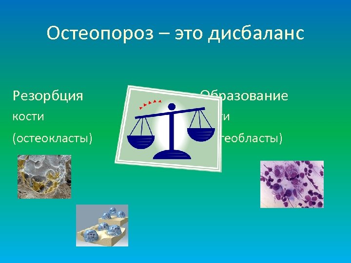 Остеопороз – это дисбаланс Резорбция Образование кости (остеокласты) (остеобласты) 