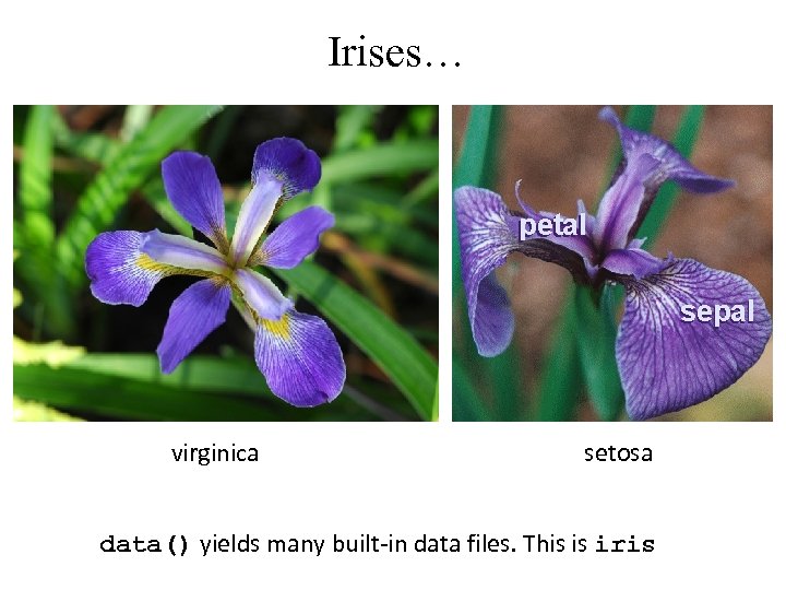 Irises… virginica setosa data() yields many built-in data files. This is iris 