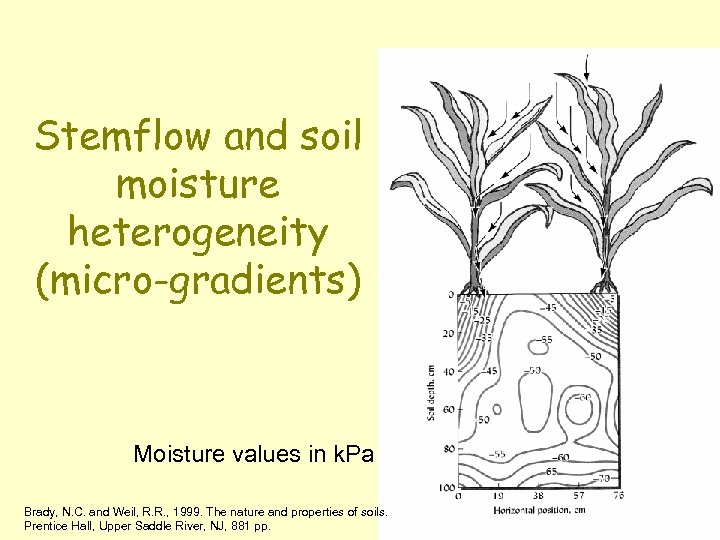 Stemflow and soil moisture heterogeneity (micro-gradients) Moisture values in k. Pa Brady, N. C.