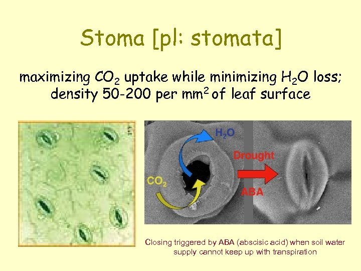 Stoma [pl: stomata] maximizing CO 2 uptake while minimizing H 2 O loss; density