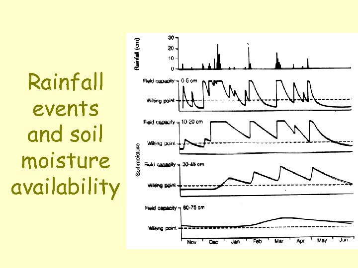 Rainfall events and soil moisture availability 